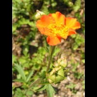 Geum Chiloense (fam. Rosacees) (Andes) (3)